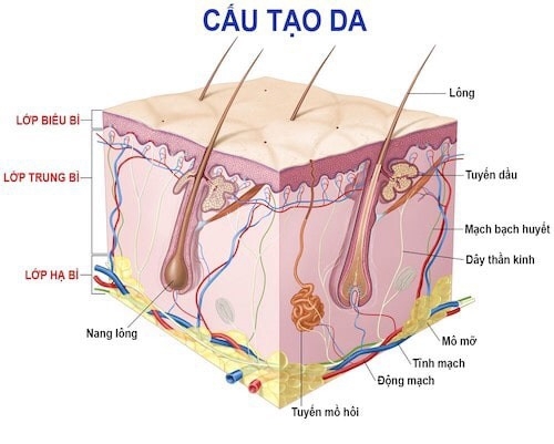 Thẩm Mỹ Nội Khoa